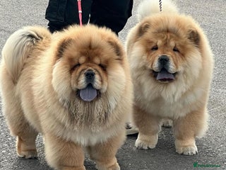 Chow Chow dogs Kc Registered Chow Chow Pups - Advert 1