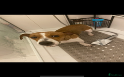 Jack Russell dogs for stud: A beautiful good natured boy - Image 12