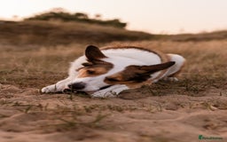 Mixed Breed dogs for sale: Genie - A Welsh Sheepdog - Image 2