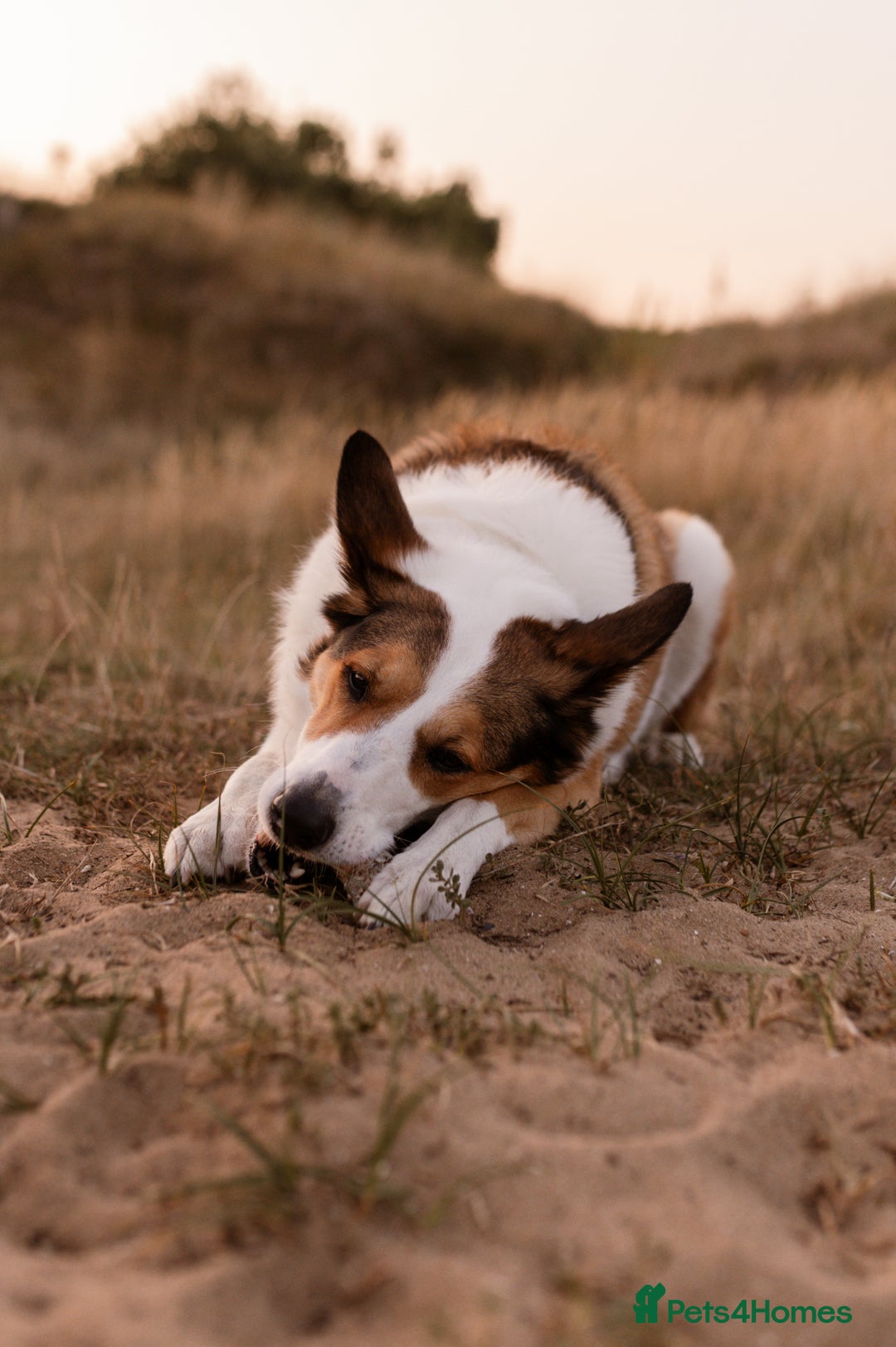 Mixed Breed dogs for sale: Genie - A Welsh Sheepdog - Image 2