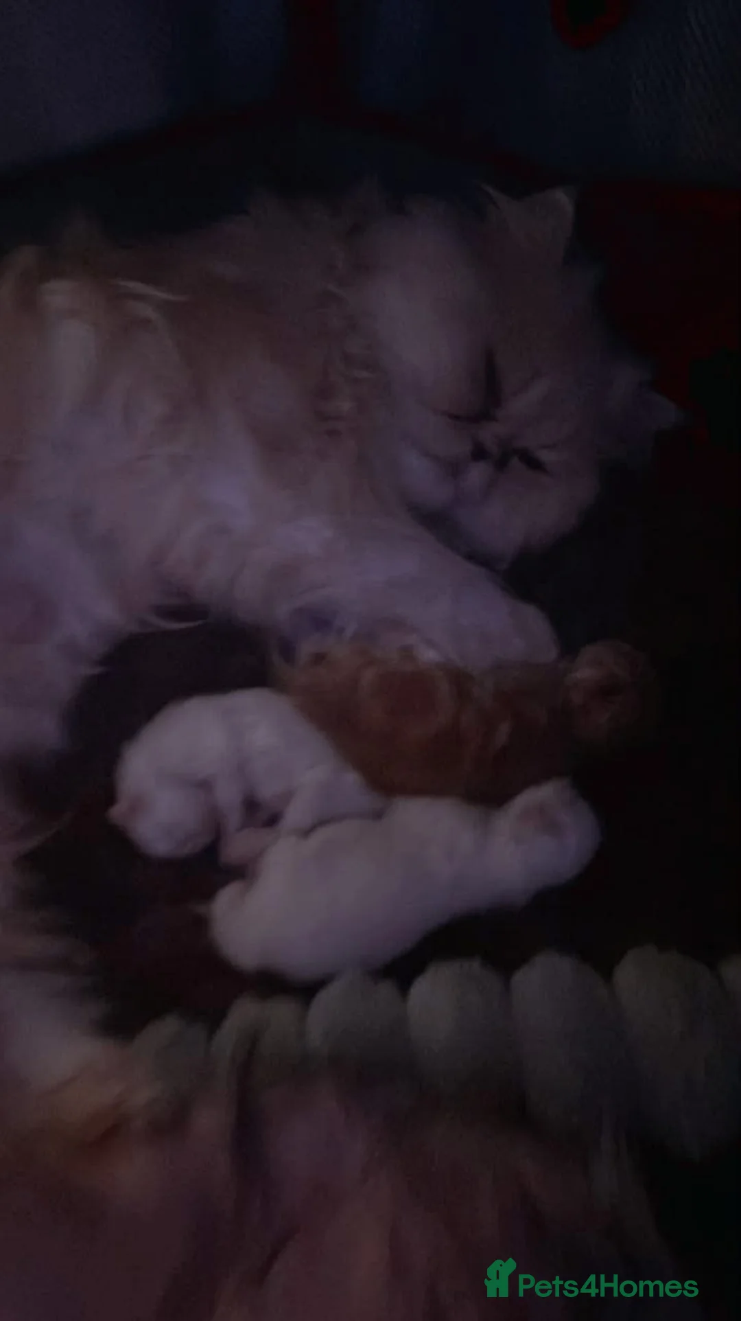 Persian cats for sale:  ꨁ 🍃Exotic doll face Persian ☆  Persian KITTENS - Advert 2