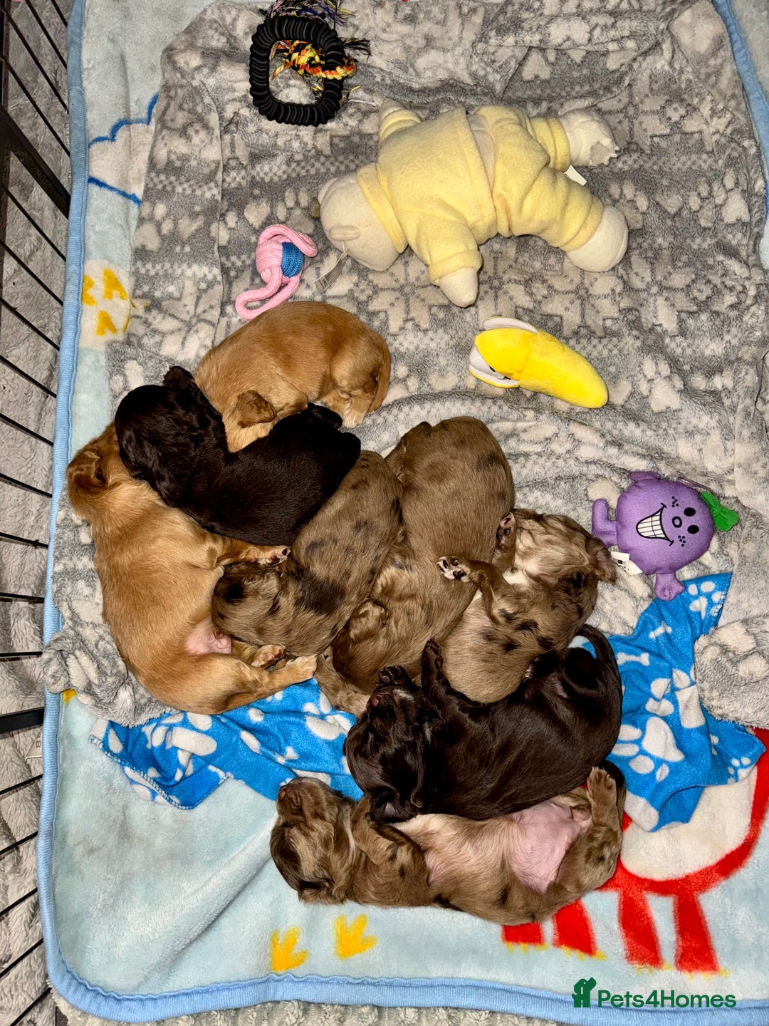 Cocker Spaniel dogs for sale: 🐶THE 8 MISFITS of SHEER BEAUTY🐶 - Advert 26