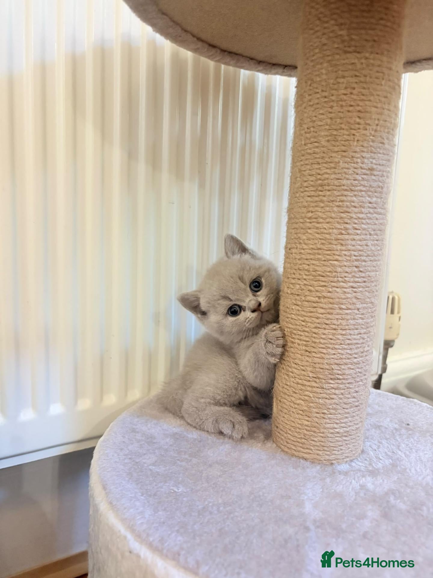 British Shorthair cats Beautiful Lilac 8week Male Kitten Champion Parents - Advert 2