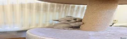 British Shorthair cats for sale: Beautiful Lilac 8week Male Kitten Champion Parents in Wellingborough - Advert 2
