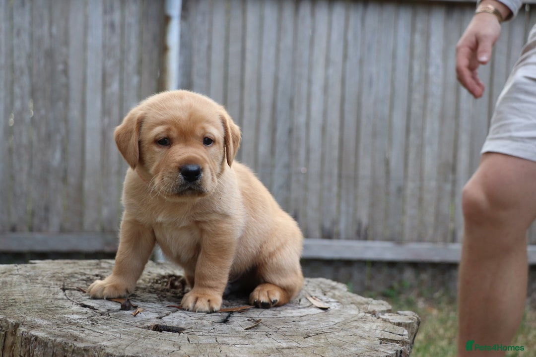 Labrador Retriever dogs for sale: KC labrador Retriever Puppies - Image 6