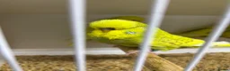 Budgerigars birds for sale: Budgies  - Advert 5