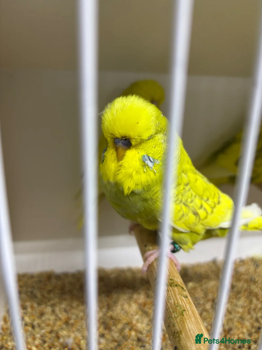 Budgerigars birds for sale: Budgies  - Advert 5