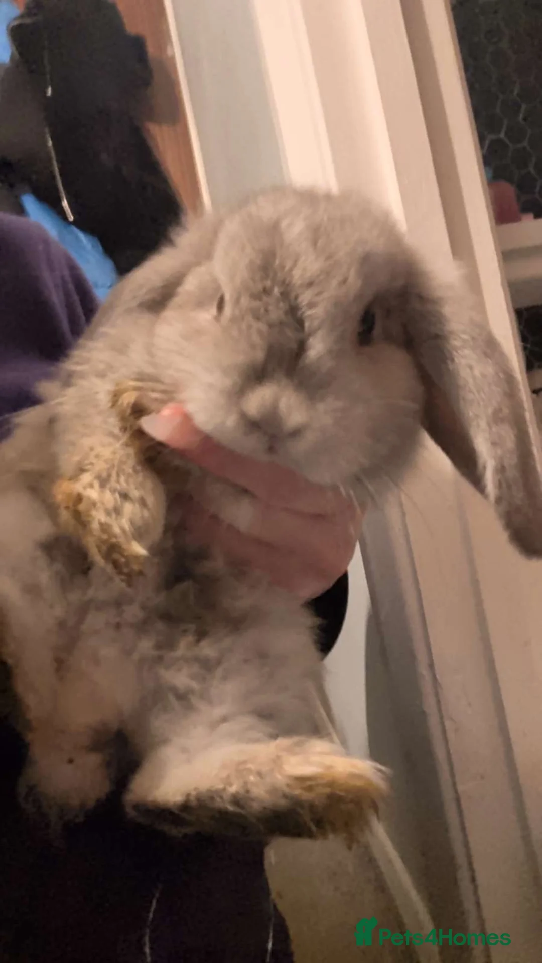 Mini Lop rabbits for sale: Mini lop bunnys - Advert 2