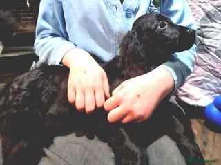 Cockapoo dogs 🩷Last little girl🩷All Essentials Included🐶 - Advert 3