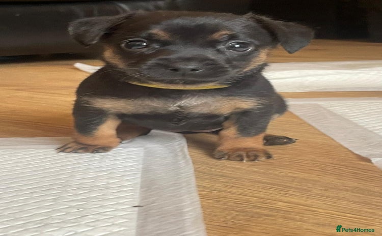 Patterjack dogs - Advert 1