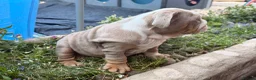 English Bulldog dogs for sale: Rare mini english bulldogs  - Advert 15