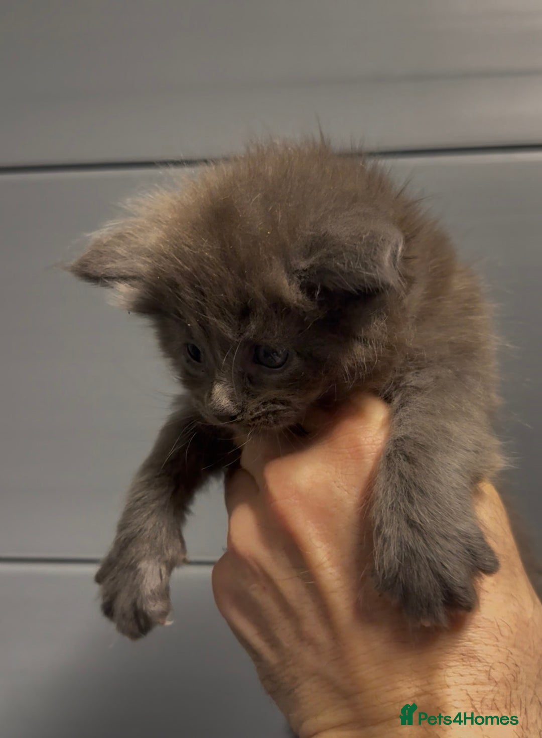 Maine Coon cats for sale: XL maine coon kittens Russia bloodlines  - Advert 6