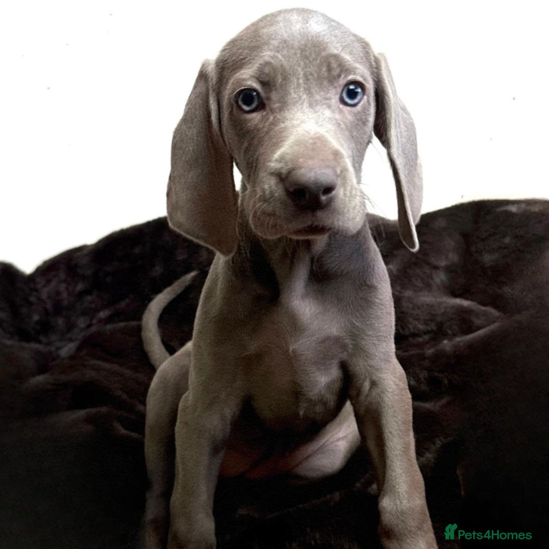 Weimaraner dogs for sale: Stunning Weimaraner pups (KC Registered pedigree)  - Image 13