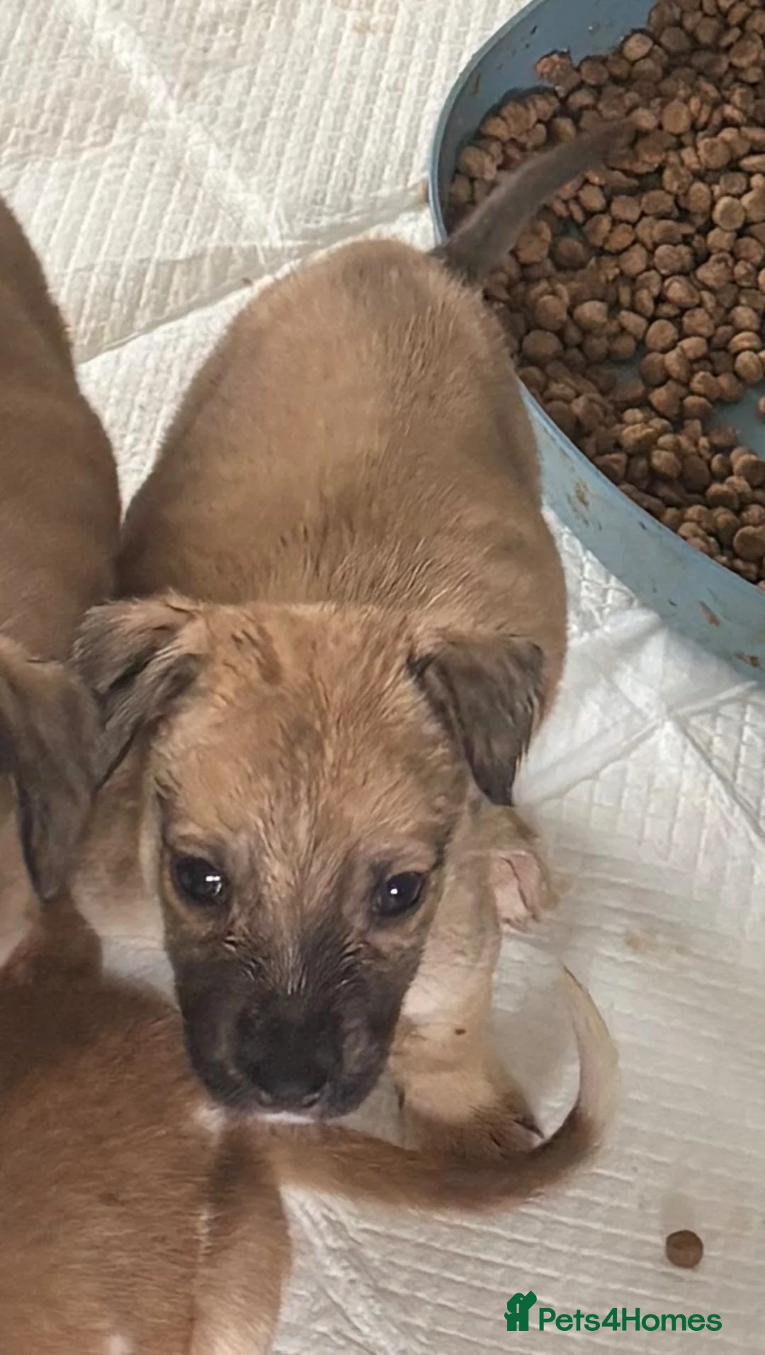 Lurcher dogs for sale: Collie wheaton bullgrey - Advert 4