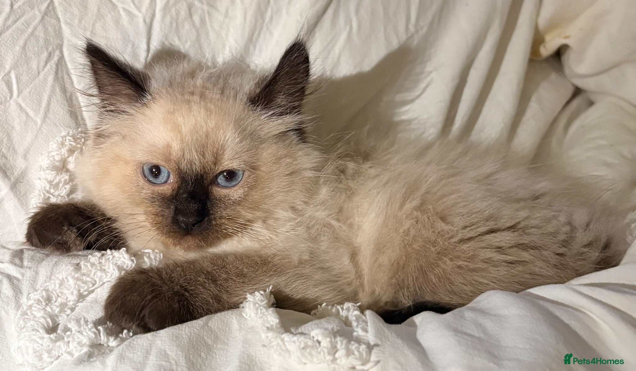 Ragdoll cats Ragdoll for sale Female  - Advert 7