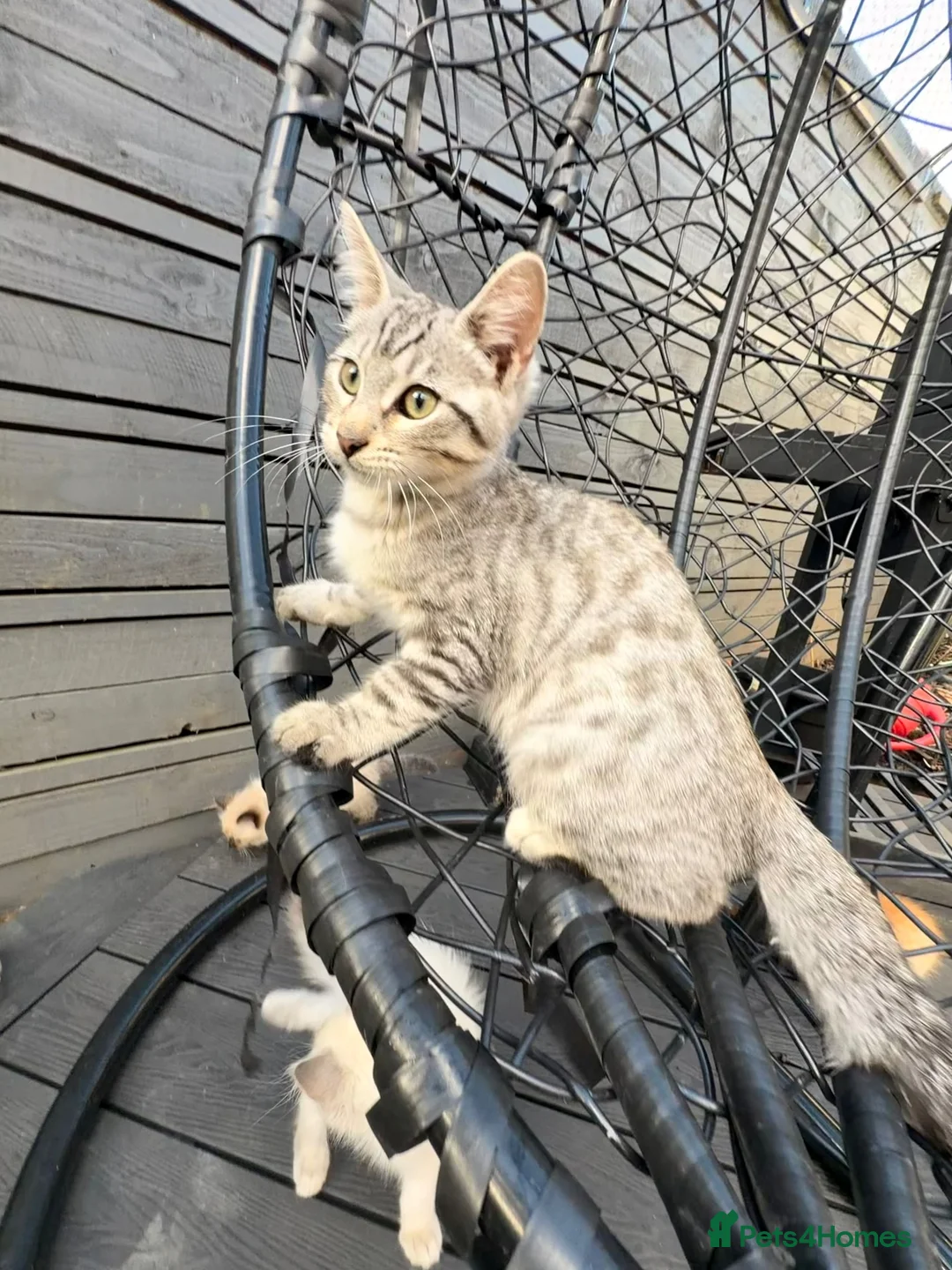 Savannah cats for sale: F4 Silver Savannah - Advert 2
