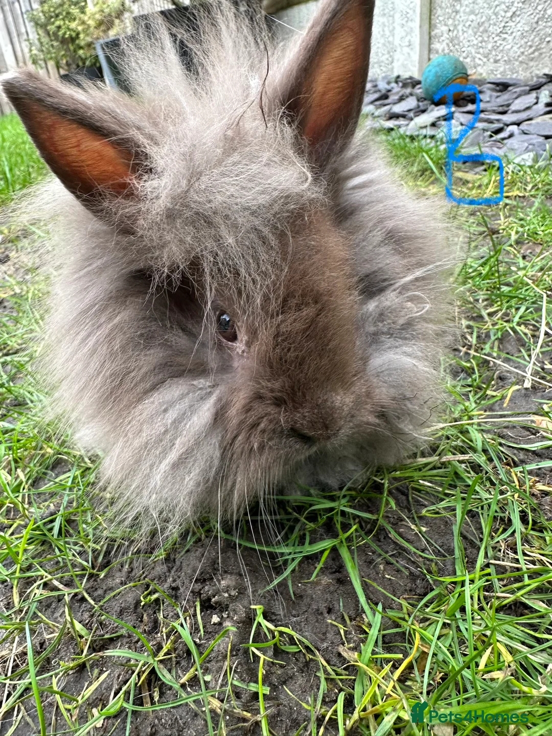 Lionhead rabbits for sale: Lionhead Rabbits For Sale  - Advert 9