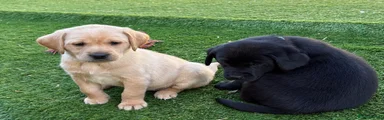Labrador Retriever Puppy 6