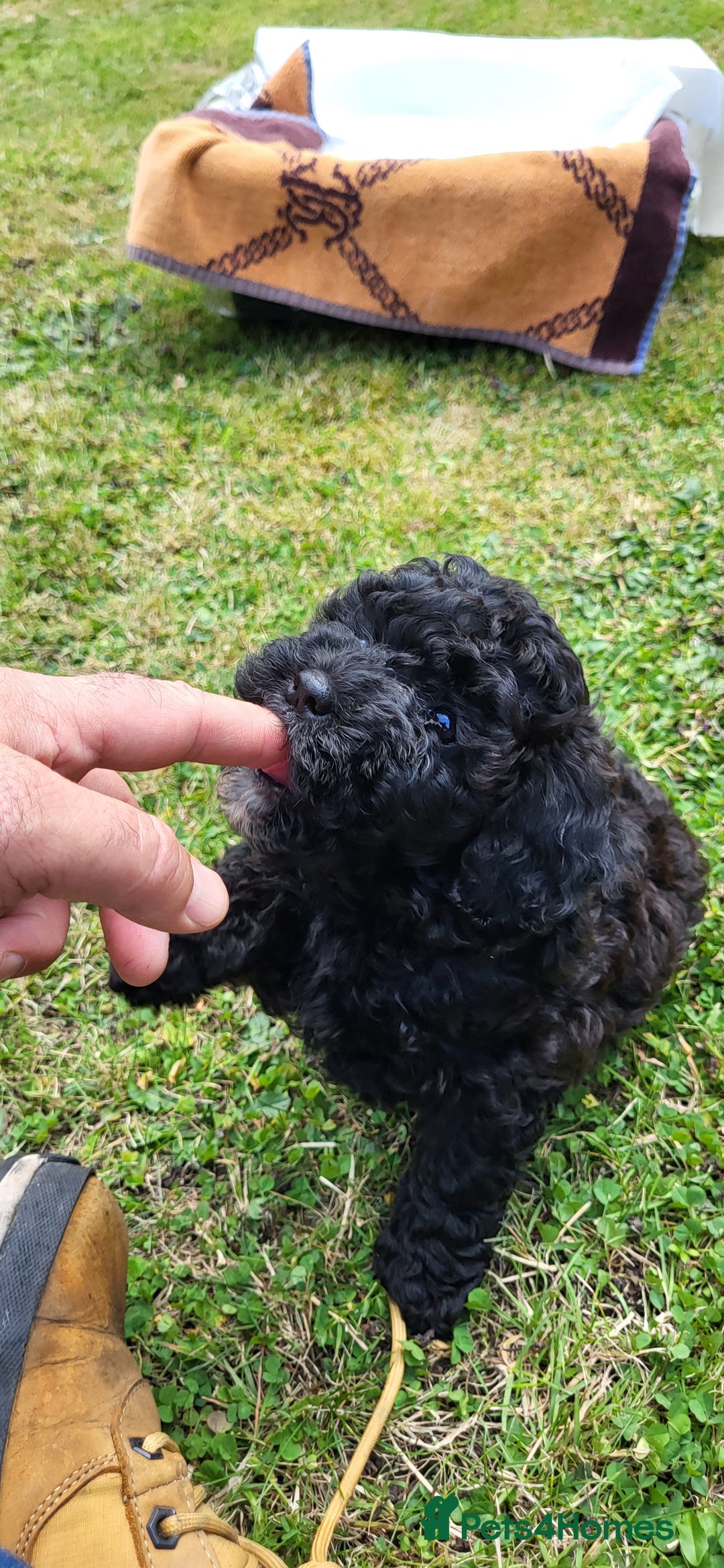 Cockapoo dogs for sale: Last girl Health checked and ready to go  - Image 14