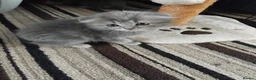 Scottish Fold cats for sale: Scottish fold  - Advert 2