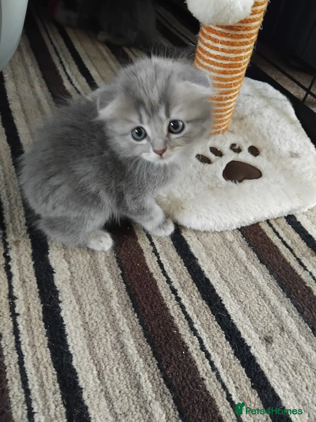 Scottish Fold cats for sale: Scottish fold  - Advert 2