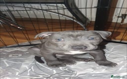 Staffordshire Bull Terrier dogs for sale: ❤️❤️ Ready for forever home ❤️❤️ - Advert 17