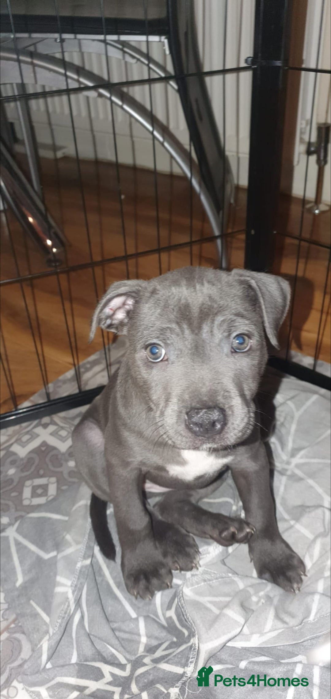 Staffordshire Bull Terrier dogs for sale: ❤️❤️ Ready for forever home ❤️❤️ - Advert 17
