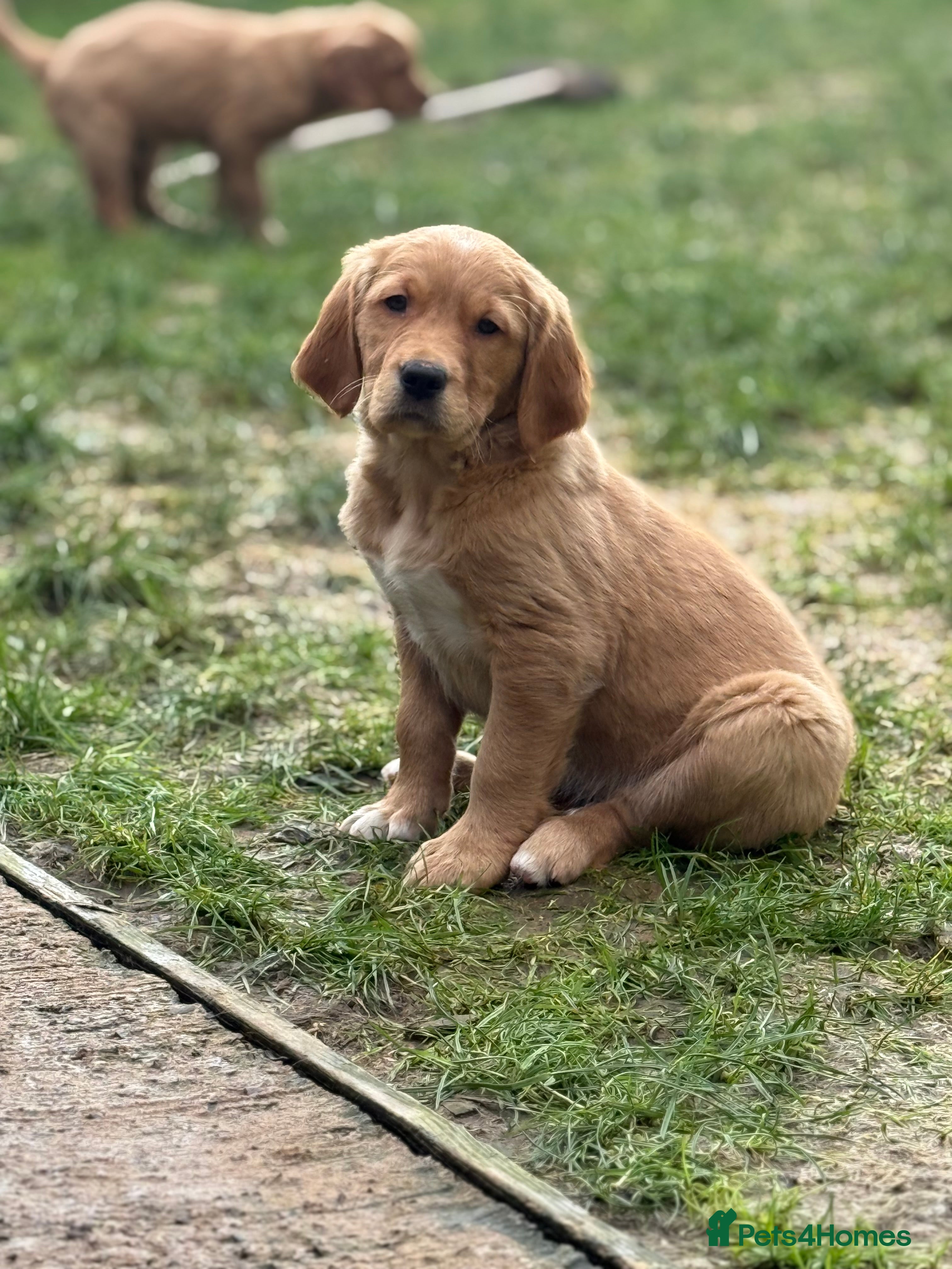 Golden Retriever dogs KC Working Golden Retriever Pups - Advert 5