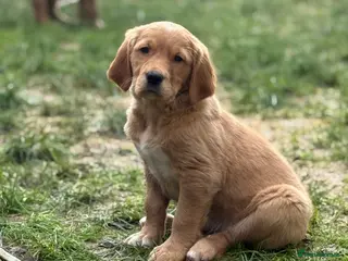 Golden Retriever dogs KC Working Golden Retriever Pups - Advert 6