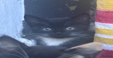 Mixed Breed cats - Advert 8