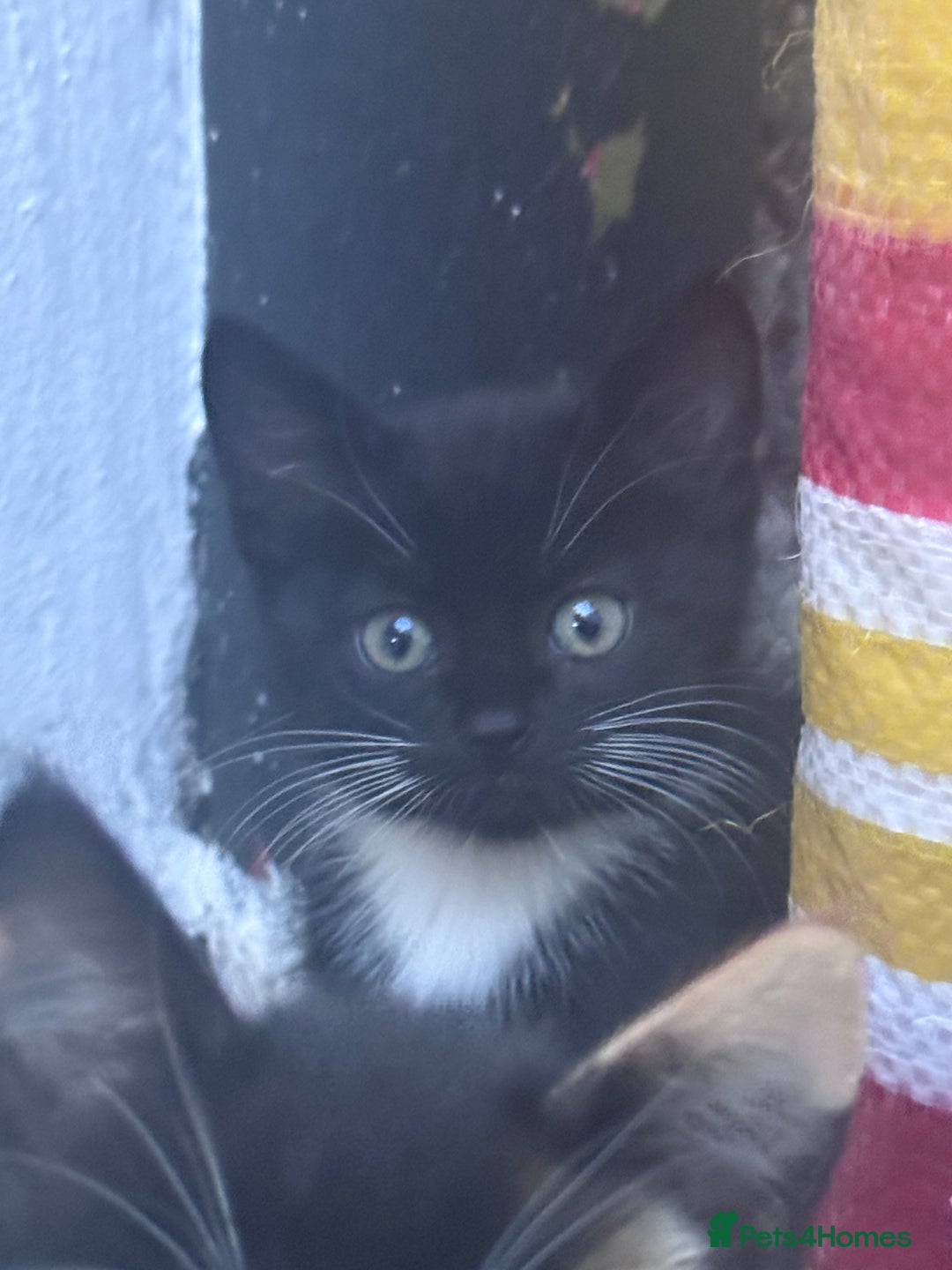 Mixed Breed cats for sale: cute kittens  - Image 3