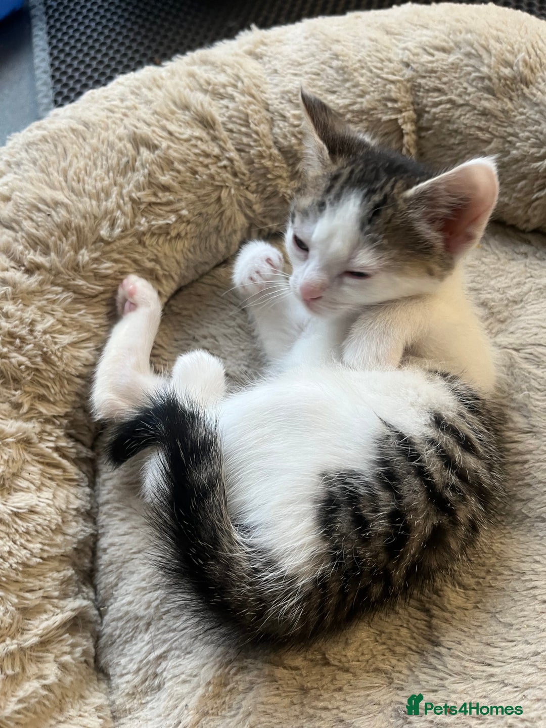 Mixed Breed cats for sale: 2 Adorable 8 week old kittens - Advert 5