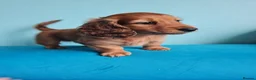 Miniature Dachshund dogs for sale: Superior Quality Miniature Dachshund Puppies in Plymouth - Advert 7