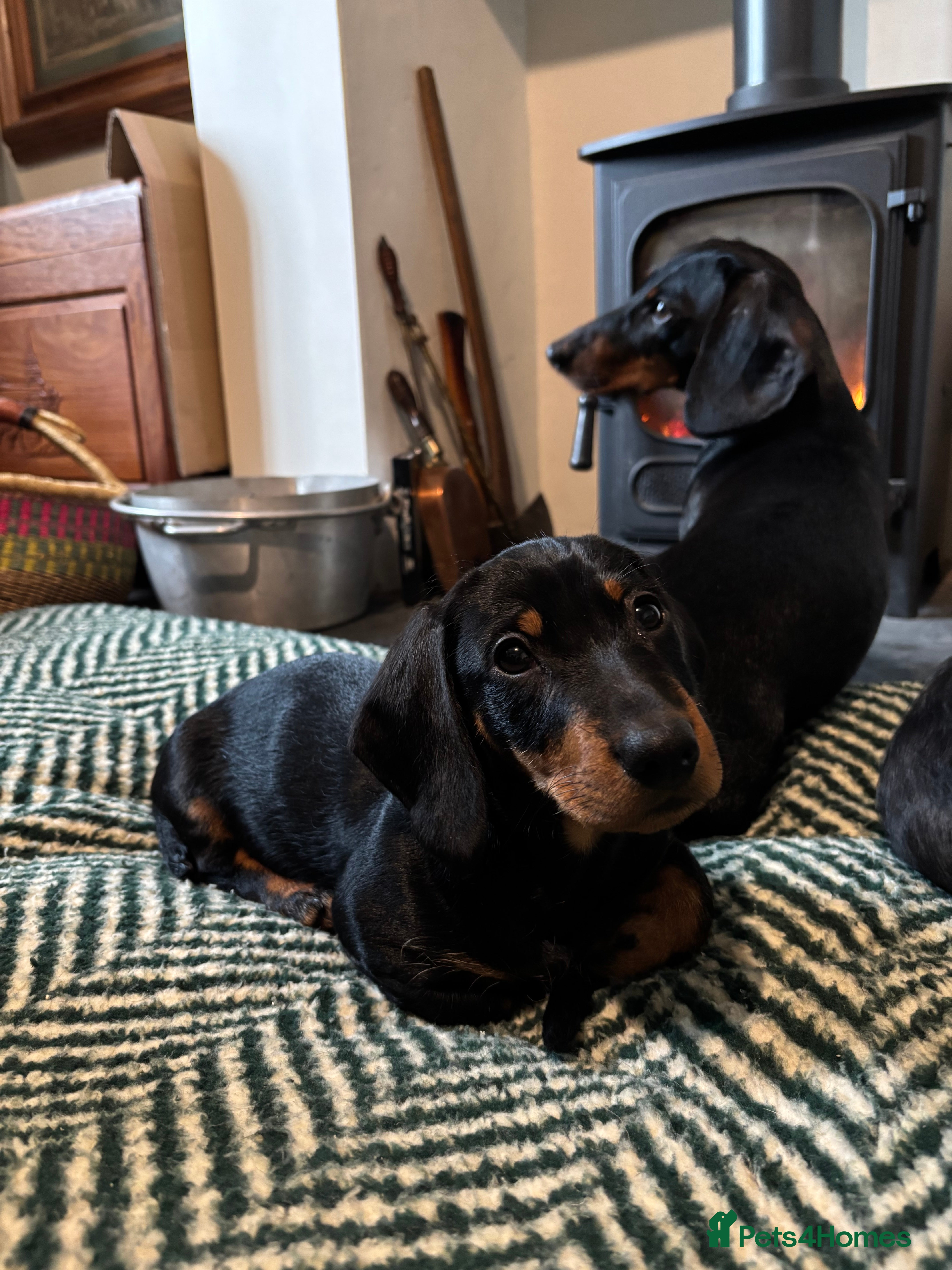 Dachshund dogs Wire haired boy looking for forever home - Advert 3