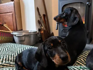 Dachshund dogs Wire haired boy looking for forever home - Advert 3