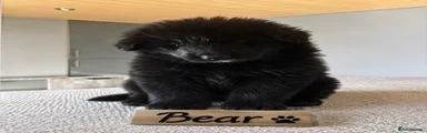 Black collar boy reserved 