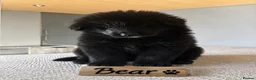 German Shepherd dogs for sale: 8 chunky long haired German shepherds puppies - Advert 6