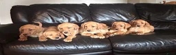 Labrador Retriever dogs for sale: Fox Red labrador Puppies For Sale in Bala - Advert 7