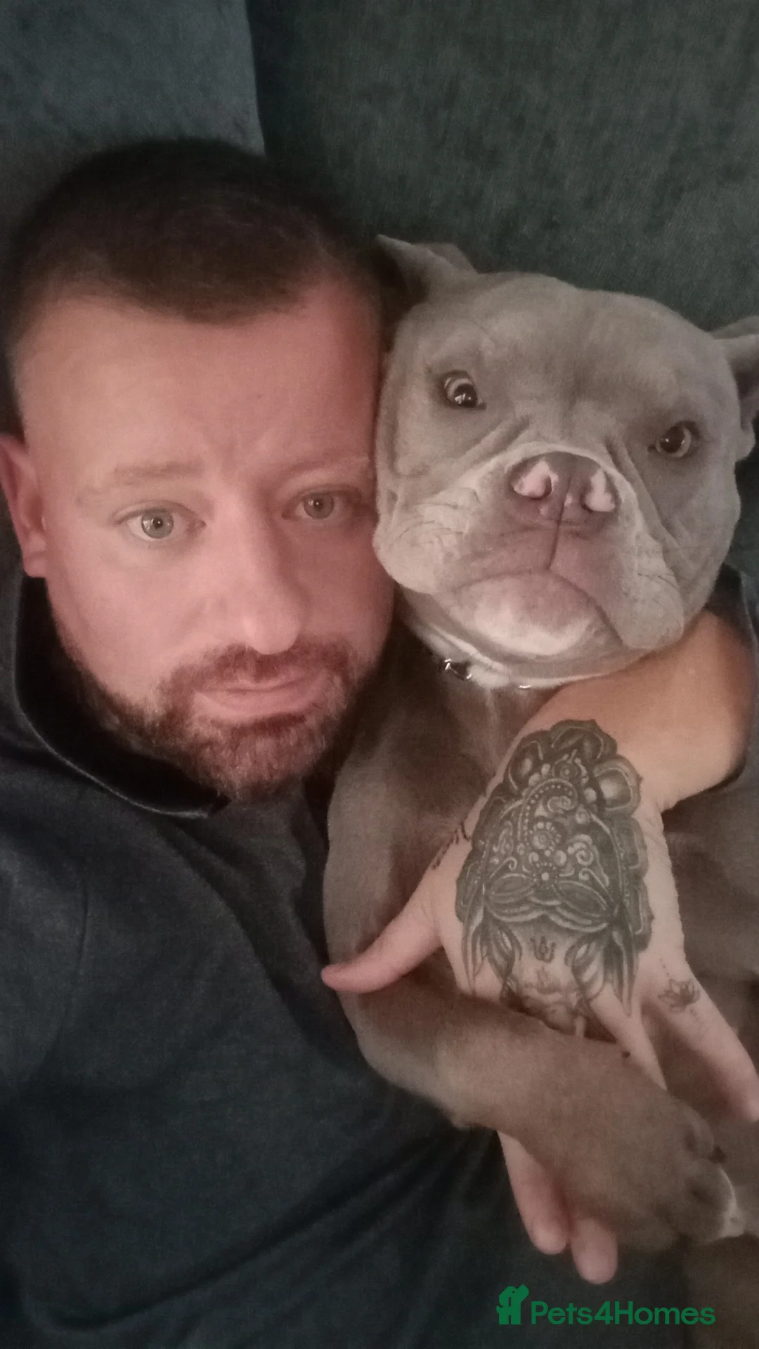 Mixed Breed dogs for sale: Elsie - Advert 4