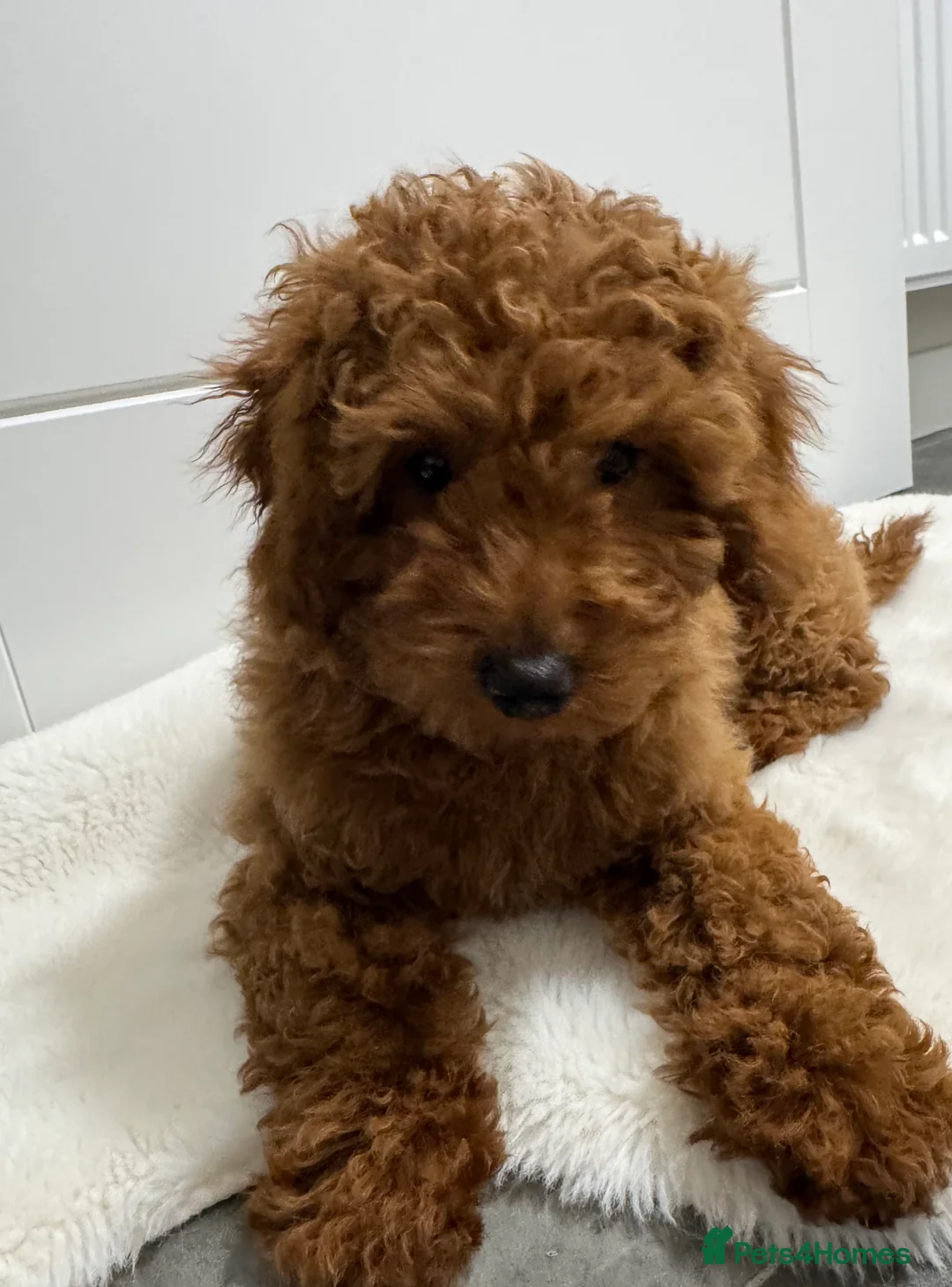 Mixed Breed dogs for sale: Beautiful Miniature Poodle - Advert 2