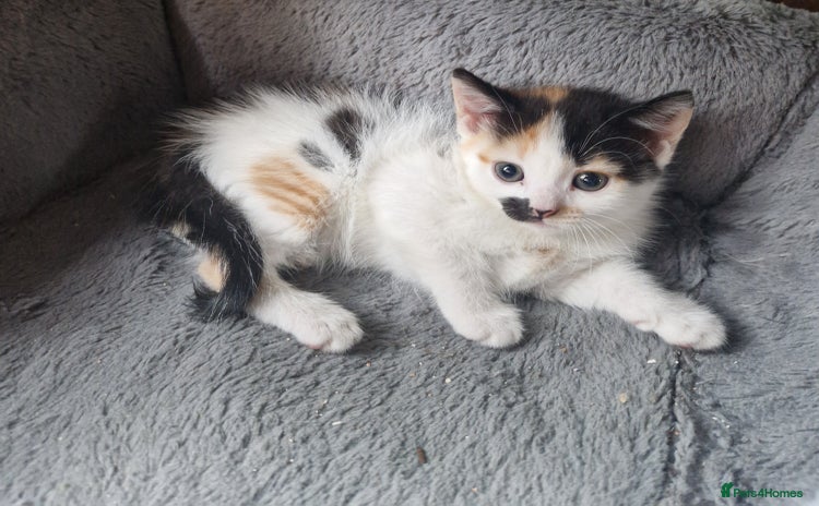 Mixed Breed cats - Advert 1