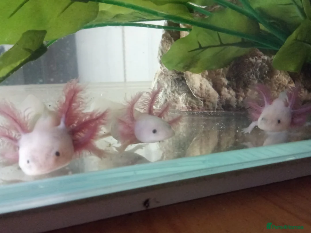 Axolotl reptiles for sale: Axolotls For Sale in Lymington - Advert 2