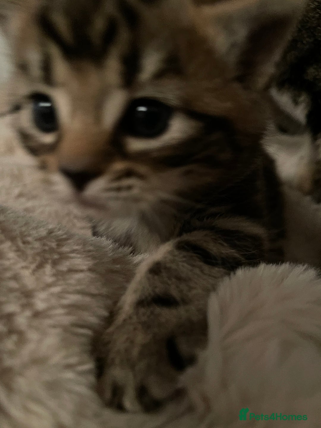 Mixed Breed cats for sale: Gorgeous tabby kittens - Advert 2