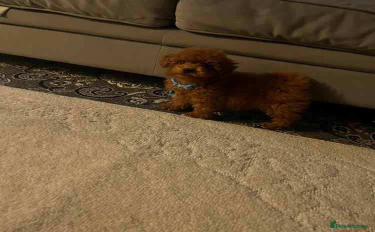 Maltipoo dogs - Advert 16