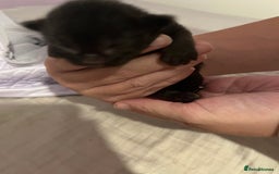 British Shorthair cats for sale: Black kittens - Image 7