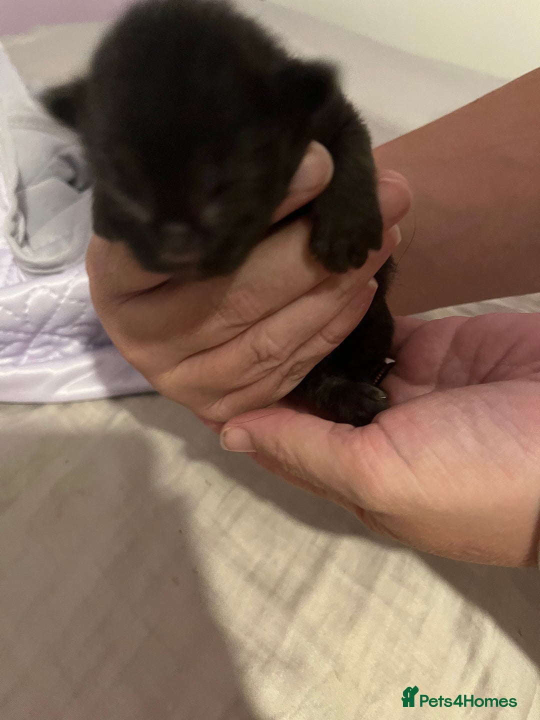 British Shorthair cats for sale: Black kittens - Image 7