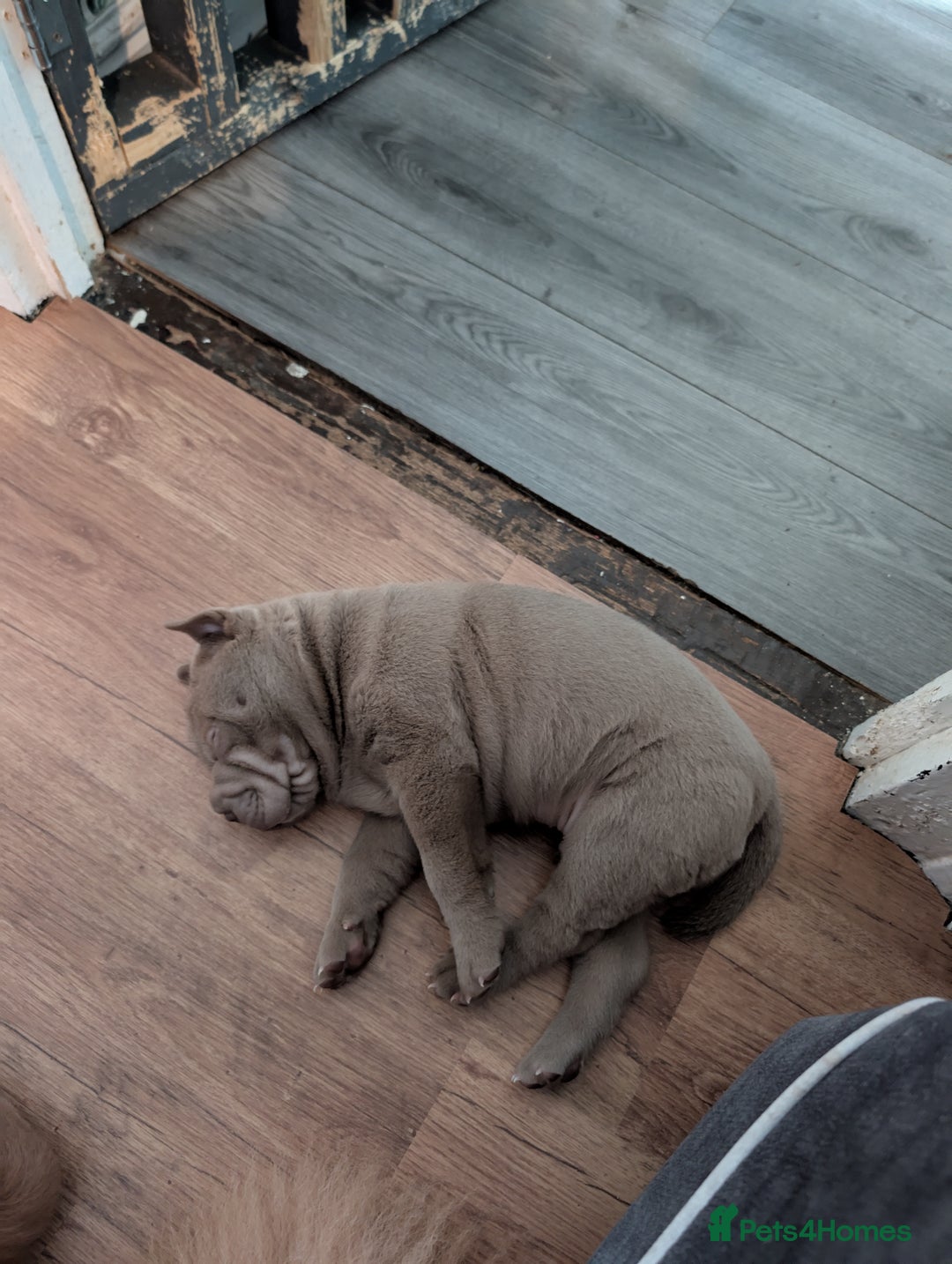 Shar Pei dogs for sale: Blue dilute shar pei boy  - Image 2