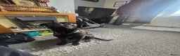 Cane Corso dogs for sale: Cane Corso (female) - Advert 7
