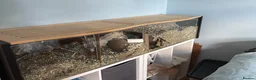 Gerbil rodents for sale: 4 male gerbils and detolf ikea enclosure in South Croydon - Advert 1