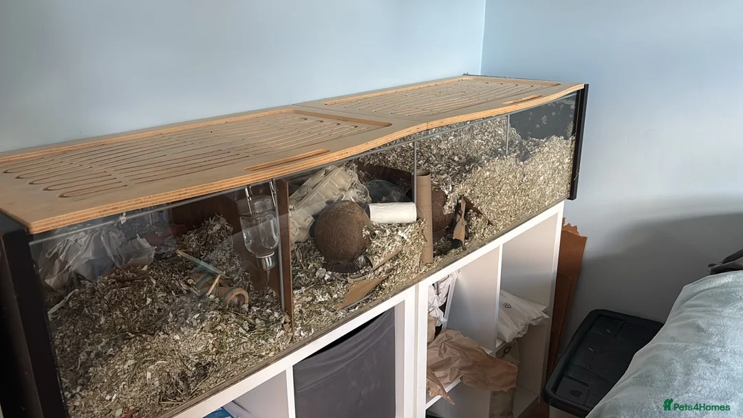 Gerbil rodents for sale: 4 male gerbils and detolf ikea enclosure in South Croydon - Advert 1